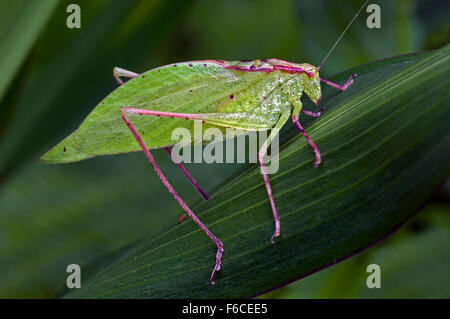 Blatt-Mimic Grashuepfer (Orophus Tesselatus) auf Blatt, Costa Rica Stockfoto