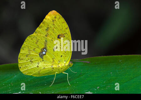 Orange verjährt Schwefel Schmetterling (Phoebus Philea) auf Blatt, Mittelamerika Stockfoto