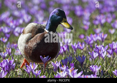 Krokusse blühen, Schlosspark, Husum, Schleswig-Holstein, Deutschland, Europa Stockfoto