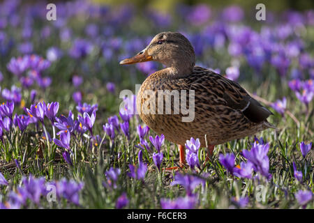 Krokusse blühen, Schlosspark, Husum, Schleswig-Holstein, Deutschland, Europa Stockfoto