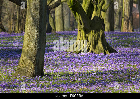 Krokusse blühen, Schlosspark, Husum, Schleswig-Holstein, Deutschland, Europa Stockfoto