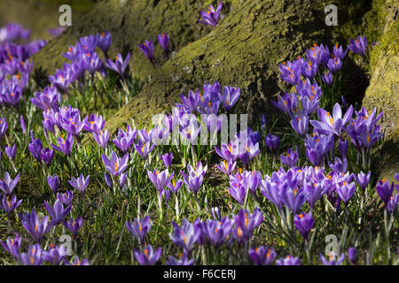 Krokusse blühen, Schlosspark, Husum, Schleswig-Holstein, Deutschland, Europa Stockfoto