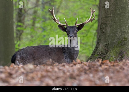 Damwild, schwarzen Farbvariante, Schleswig Holstein, Deutschland Stockfoto