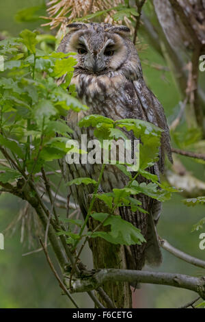 Tawny Eule auf einem Ast / Strix Aluco Stockfoto