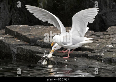 Glaucous Gull Fütterung auf eine Brunnich Guillemot, Alkefjellet, Svalbard-Archipel, Arktis Norwegen, Larus hyperboreus Stockfoto