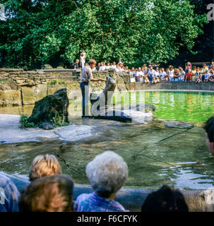 Tierpfleger füttern ein Siegel, "Zoologischer Garten" Zoologischer Garten, Berlin, Deutschland Stockfoto