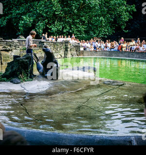 Tierpfleger füttern ein Siegel, "Zoologischer Garten" Zoologischer Garten, Berlin, Deutschland Stockfoto