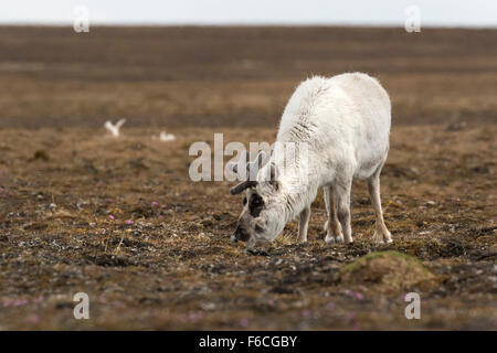 Svalbard-Rentiere, Spitzbergen-Island, Spitzbergen, Norwegen, Europa / Rangifer Tarandus Platyrhynchus Stockfoto