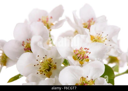 blühende Birnbaum und isoliert auf weißem Hintergrund Stockfoto