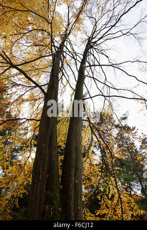 Katsura-Baum (Cercidiphyllum Japonicum) im Herbst. Westonbirt Arboretum. Gloucestershire. VEREINIGTES KÖNIGREICH. Stockfoto