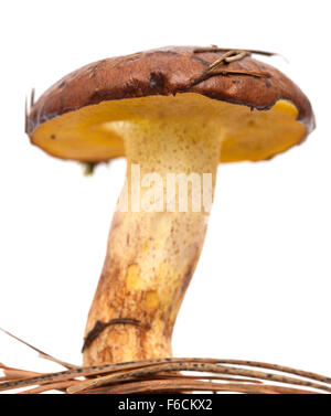 Suillus Collinitus, rutschigen Jack Pilz isoliert auf weißem Hintergrund Stockfoto