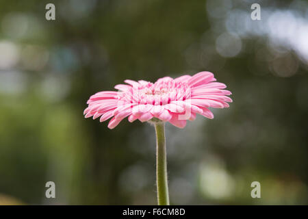 Rosa Gerbera Blüte von der Seite, schöne Makro Stockfoto