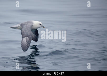 Nördlichen Fulmar, Fulmarus Cyclopoida über Wellen gleiten Stockfoto