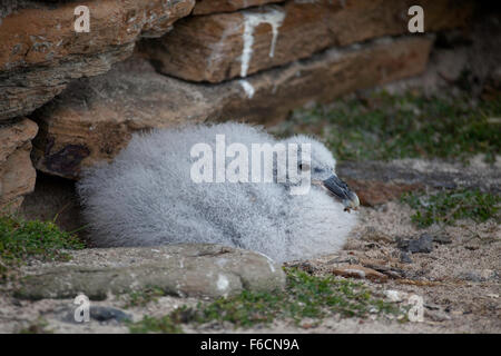 Nördlichen Fulmar, Fulmarus Cyclopoida Küken Stockfoto