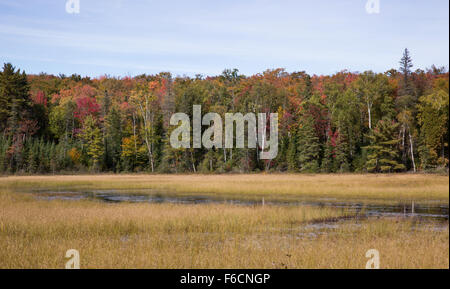 Herbst im Algonquin Provincial Park in Ontario, Kanada Stockfoto