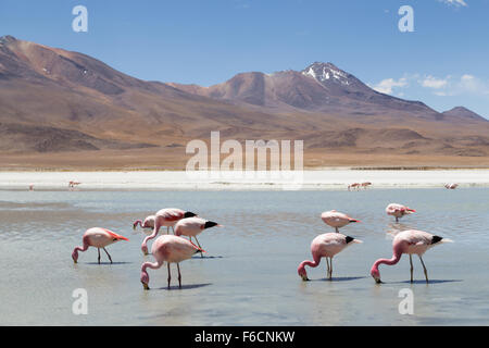 Flamingos an der Laguna Hedionda Stockfoto