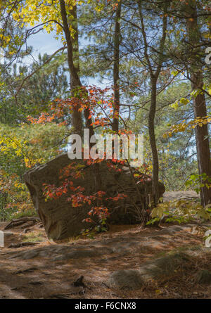 Ein kleiner Ahornbaum wächst heraus aus unter neath einen riesigen Felsbrocken im Algonquin Provincial Park Stockfoto