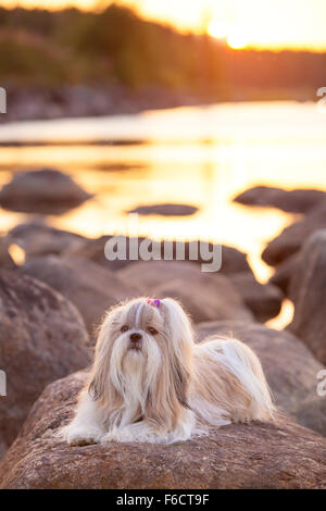 Shih-Tzu Hund liegend auf Stein See Küste im Abendlicht. Stockfoto