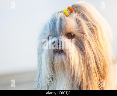 Shih-Tzu Hund Nahaufnahme Outdoor Portrait. Stockfoto