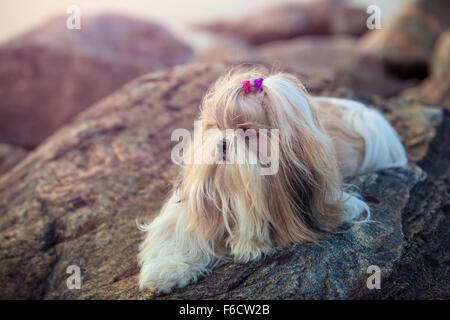 Shih-Tzu Hund auf Steinen liegen. Weiche Abendlicht. Stockfoto