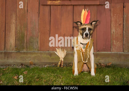 Thanksgiving-Hund Stockfoto