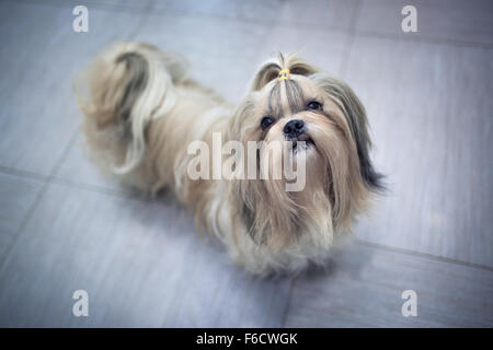 Shih Tzu Hund in Wohngebäude. Bitten um etwas zu essen. Stockfoto