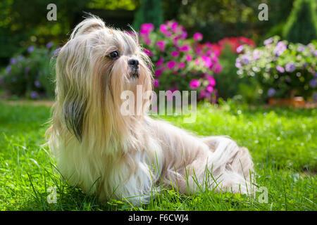 Shih Tzu Hund im Garten mit Blumen auf dem grünen Rasen. Stockfoto