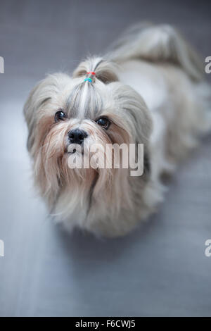 Shih Tzu Hund bitten um etwas zu essen. Konzentrieren Sie sich auf die Nase. Stockfoto