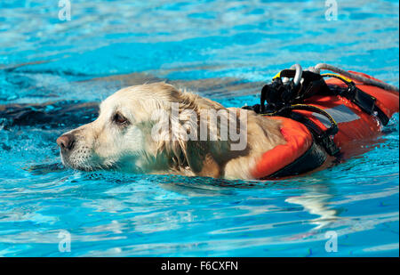 Rettungsschwimmer Hund, Demonstration mit den Hunden in den Pool zu retten. Stockfoto