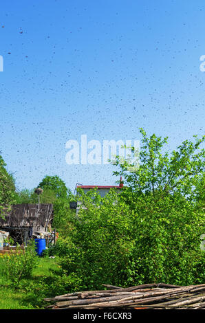 Die Bienen schwärmen fliegen auf der Suche nach dem neuen Haus. Stockfoto