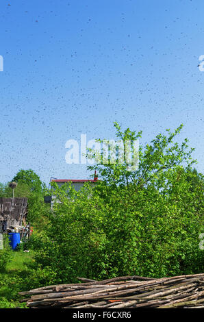 Die Bienen schwärmen fliegen auf der Suche nach dem neuen Haus. Stockfoto