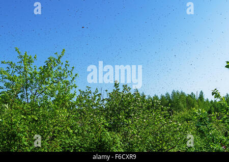 Die Bienen schwärmen fliegen auf der Suche nach dem neuen Haus. Stockfoto