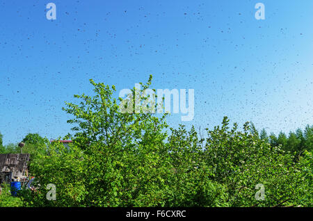 Die Bienen schwärmen fliegen auf der Suche nach dem neuen Haus. Stockfoto