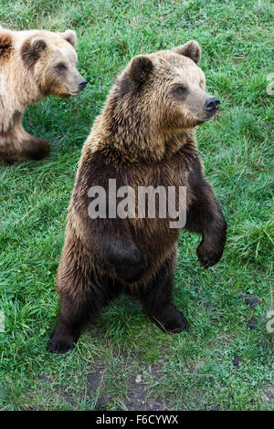 Bär stehend Stockfoto