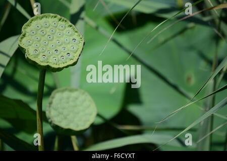 eine Reifung Lotus Pod und einen neuen Pod mit Samen auf Hintergrund von Blättern und reeves Stockfoto