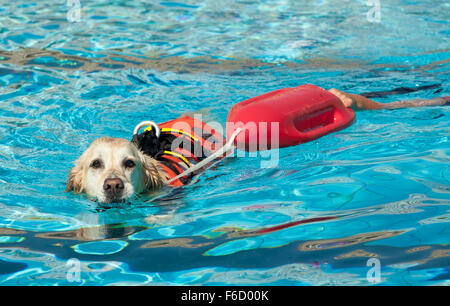 Rettungsschwimmer Hund, Demonstration mit den Hunden in den Pool zu retten. Stockfoto