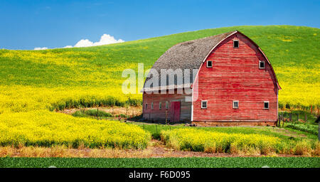 Eine alte rote Scheune unter blauem Himmel in einem Feld von blühenden Raps in der Palouse Region des Staates Washington in den USA. Stockfoto