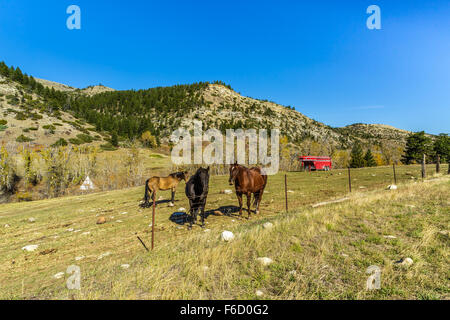 Drei Pferde mit einem roten Pferdeanhänger in einem Land-Feld in Montana Stockfoto