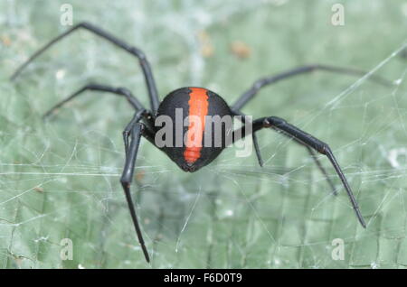 Red Back Spider auf grünem Hintergrund Stockfoto