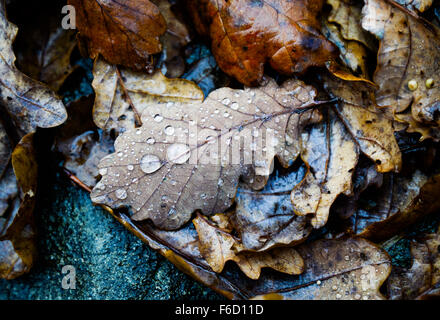 Gefallene Eiche verlassen bedeckt Regen Tropfen Stockfoto