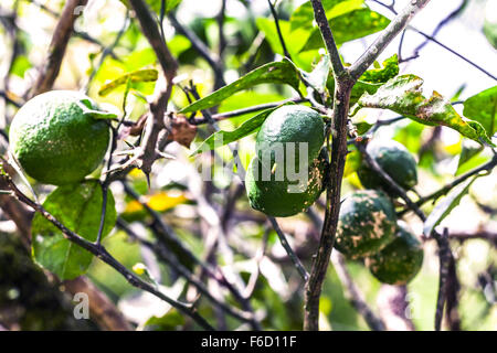 Grüne und reife Zitronen hängen In einem Baum In einem Obstgarten Zitrone Stockfoto