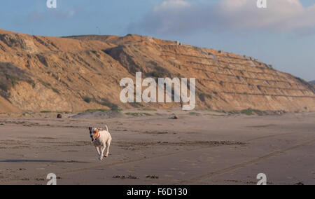 Jack-Russell-Terrier mit einem Stein In den Mund laufen Stockfoto