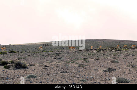 Gruppe der Vikunjas Beweidung In Nationalpark Chimborazo, Südamerika Stockfoto