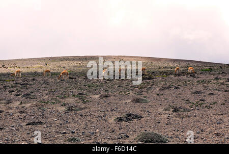 Herde von Vikunjas Beweidung In Nationalpark Chimborazo, Südamerika Stockfoto