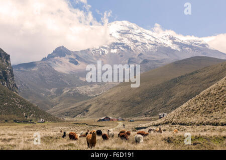 Herde von Lamas im Chimborazo Nationalpark, Südamerika Stockfoto