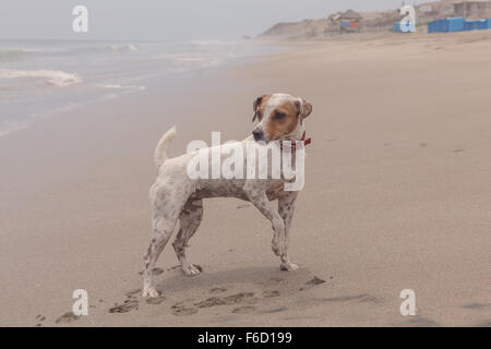 Jack-Russell-Terrier Hund, häufig genannt einen großen Hund In einem kleinen Körper Stockfoto