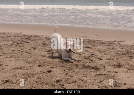 Mittlerer Größe Jack-Russell-Terrier läuft, springt und spielt Stockfoto