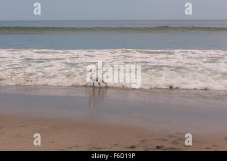 Jack-Russell-Terrier suchen einen Ball im pazifischen Ozeanwellen Stockfoto