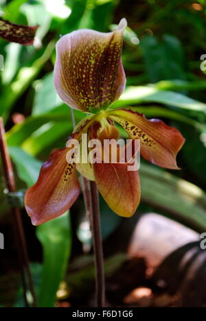 Paphiopedilum Hybriden Orchidee Blume Stockfoto