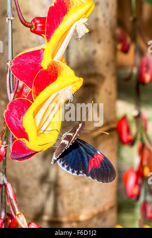 Nahaufnahme von einem Transandina Rinder Herz Schmetterling hängen, eine rote, gelbe Blume Stockfoto